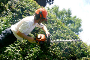 Hedge Trimming Holloway